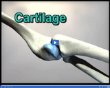 Bones and Muscles: Cartilage video clip