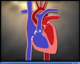 Bones and Muscles: Circulatory System