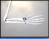 Bones and Muscles: Gliding joint video clip