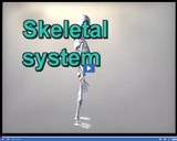 Bones and Muscles: Skeletal system