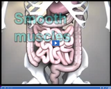 Bones and Muscles: Smooth muscle