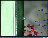 Cell Processes: Selective permeability