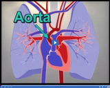 Circulation and Respiration: Aorta video clip