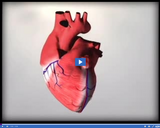 Circulation and Respiration: Beating heart