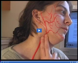 Circulation and Respiration: Carotid artery