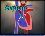 Circulation and Respiration: Heart chambers