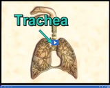 Circulation and Respiration: Respiratory system