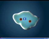 Classifying Monerans and Protists: Amoeba reproduction