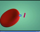 Classifying Monerans and Protists: Bacteria size