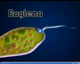 Classifying Monerans and Protists: Euglena