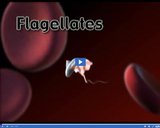 Classifying Monerans and Protists: Flagellates