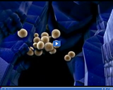 Classifying Monerans and Protists: Prokaryotes