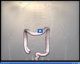 Digestion and Excretion: Large intestine