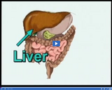 Digestion and Excretion: Liver