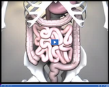 Digestion and Excretion: Small intestine