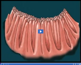 Digestion and Excretion: Villi I