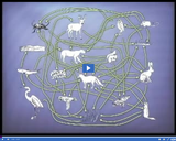 Ecosystem Dynamics: Food web complex