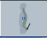 Evidence of Change: Vestigial structures: Coccyx