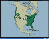 Forests: Temperate deciduous forests