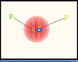 Genetics in Action: Law of segregation