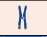 Genetics in Action: Mutation