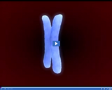 Genetics in Our Lives: Chromosome