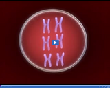 Genetics in Our Lives: Chromosomes in nucleus