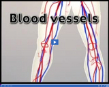 Healthy Circulatory and Respiratory Systems: Blood vessels II