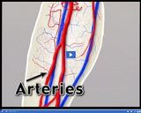 Healthy Circulatory and Respiratory Systems: Veins and arteries