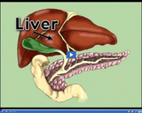 Healthy Digestive and Excretory Systems: Pancreas, liver, and gall bladder