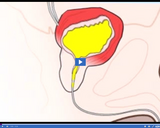 Healthy Digestive and Excretory Systems: bladder and urethra