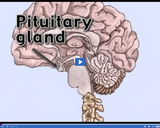 Healthy Nervous and Endocrine Systems: Pituitary gland video clip