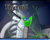 Healthy Nervous and Endocrine Systems: Thyroid gland video clip