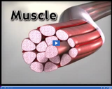 Healthy Skeletal and Muscular Systems: Muscle fibers II