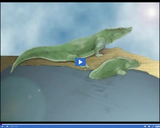 Life Through Time: Early amphibians video clip