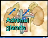 Nervous and Endocrine Systems: Adrenal glands