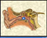 Nervous and Endocrine Systems: Auditory nerve