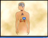 Nervous and Endocrine Systems: Endocrine system