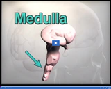 Nervous and Endocrine Systems: Medulla