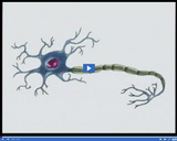 Nervous and Endocrine Systems: Neuron diagram