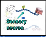 Nervous and Endocrine Systems: Neuron types