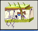 Nervous and Endocrine Systems: Sensory receptors video clip