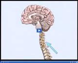 Nervous and Endocrine Systems: Spinal cord and brain