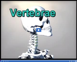 Nervous and Endocrine Systems: Vertebrae