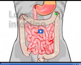 Nutrition Basics: Large intestine II