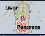 Nutrition Basics: Liver and pancreas