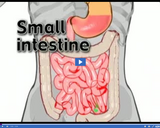 Nutrition Basics: Small intestine II