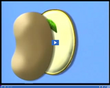 Photosynthesis and Plant Responses: Seed parts