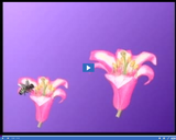 Plant Reproduction: Bee Pollinating Plant