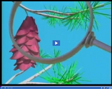 Plant Reproduction: Gymnosperm Reproduction